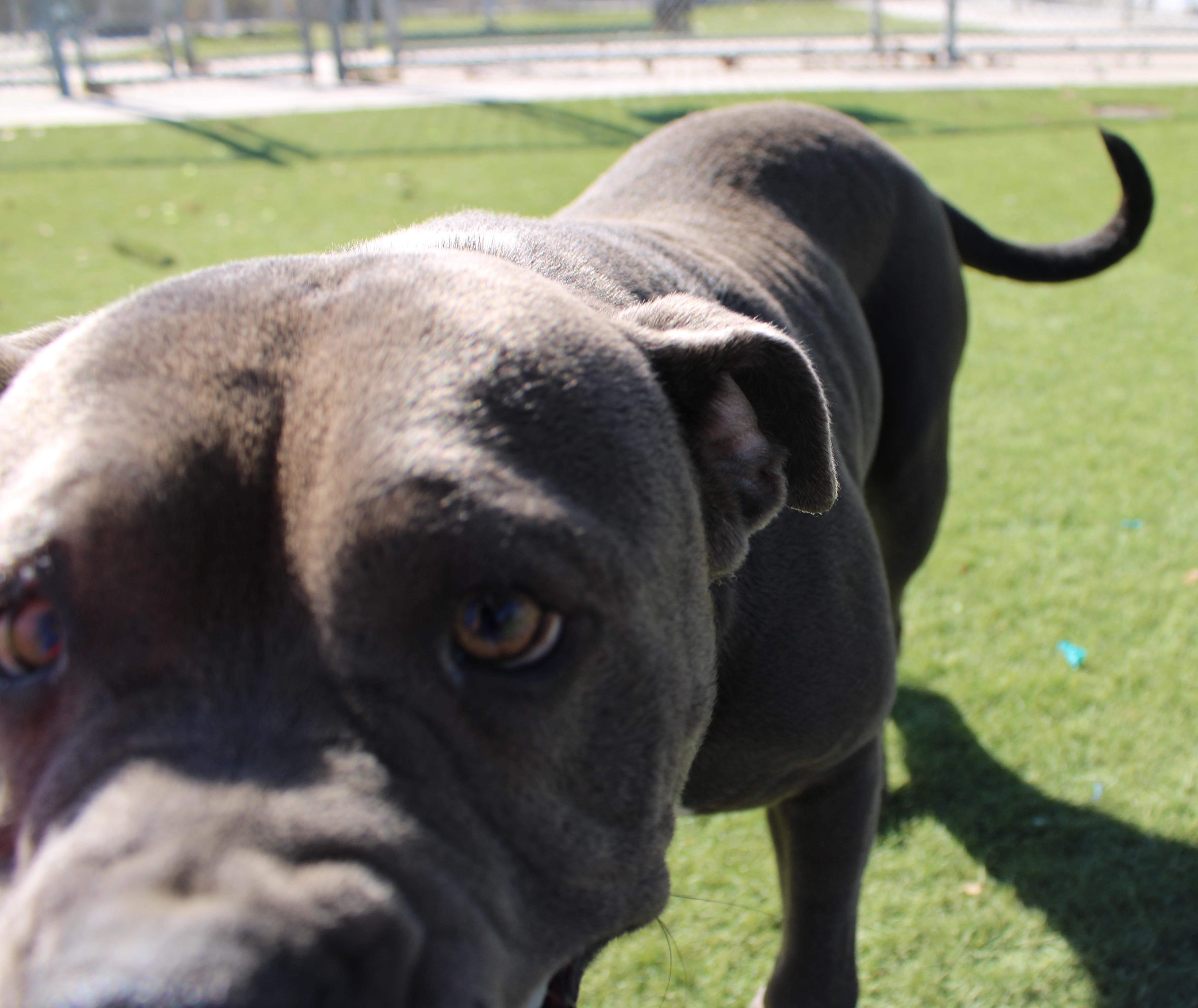 Enlarge VELMA, a Adoptable mixed breed in Wasco, CA image 2/6