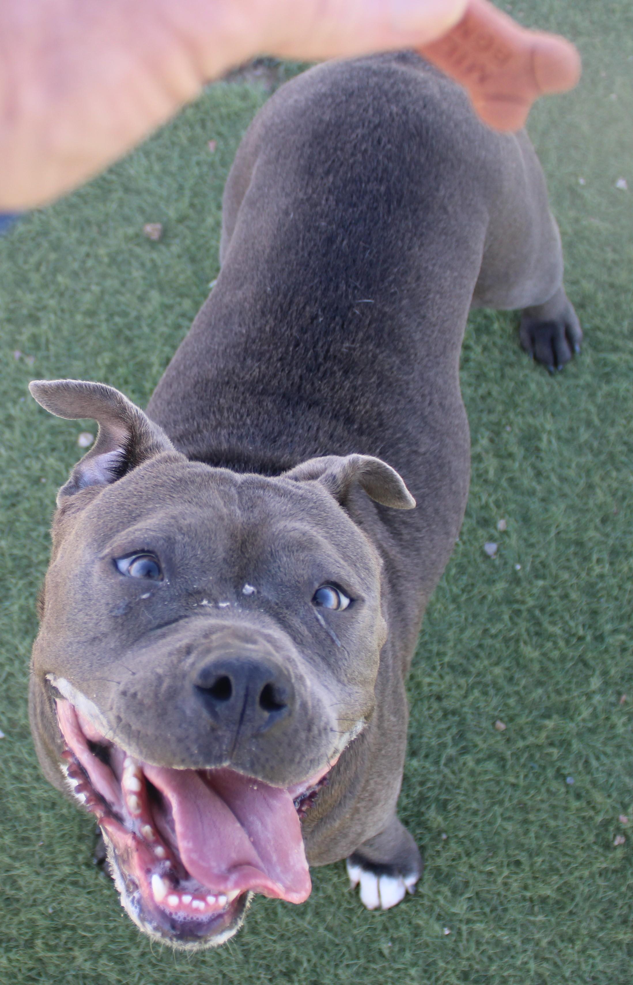 VELMA, a ADOPTABLE mixed breed in Wasco, CA image 4/5