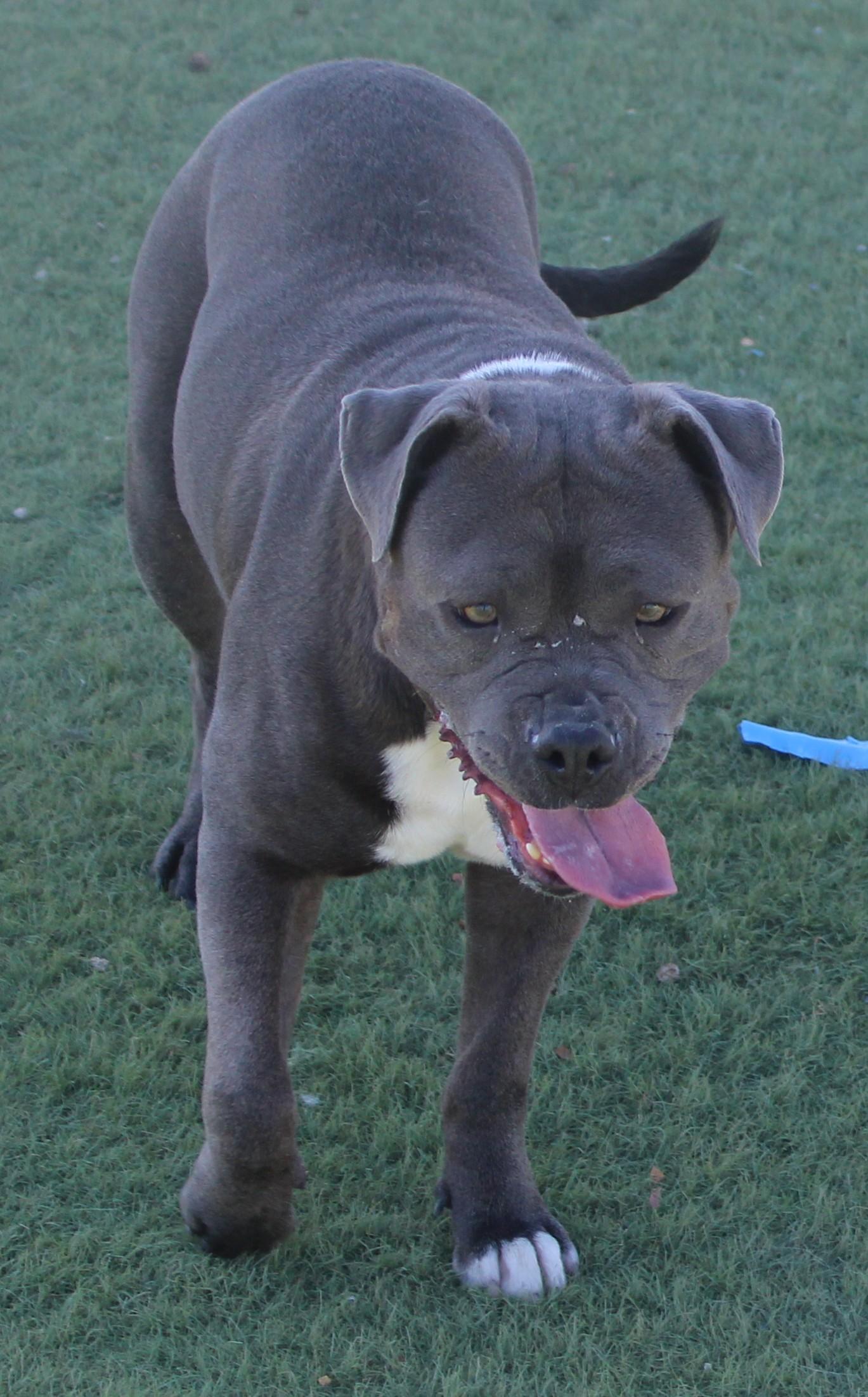 VELMA, a ADOPTABLE mixed breed in Wasco, CA image 3/5