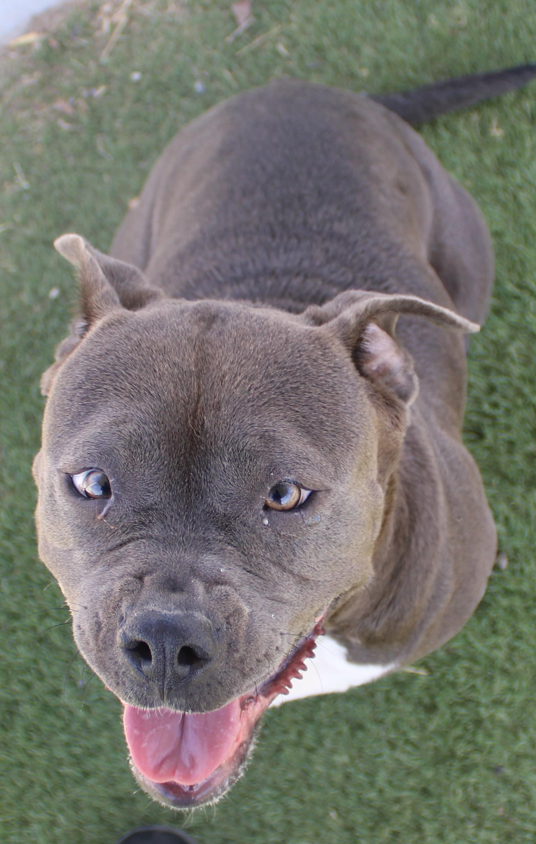 Enlarge VELMA, a Adoptable mixed breed in Wasco, CA image 3/6