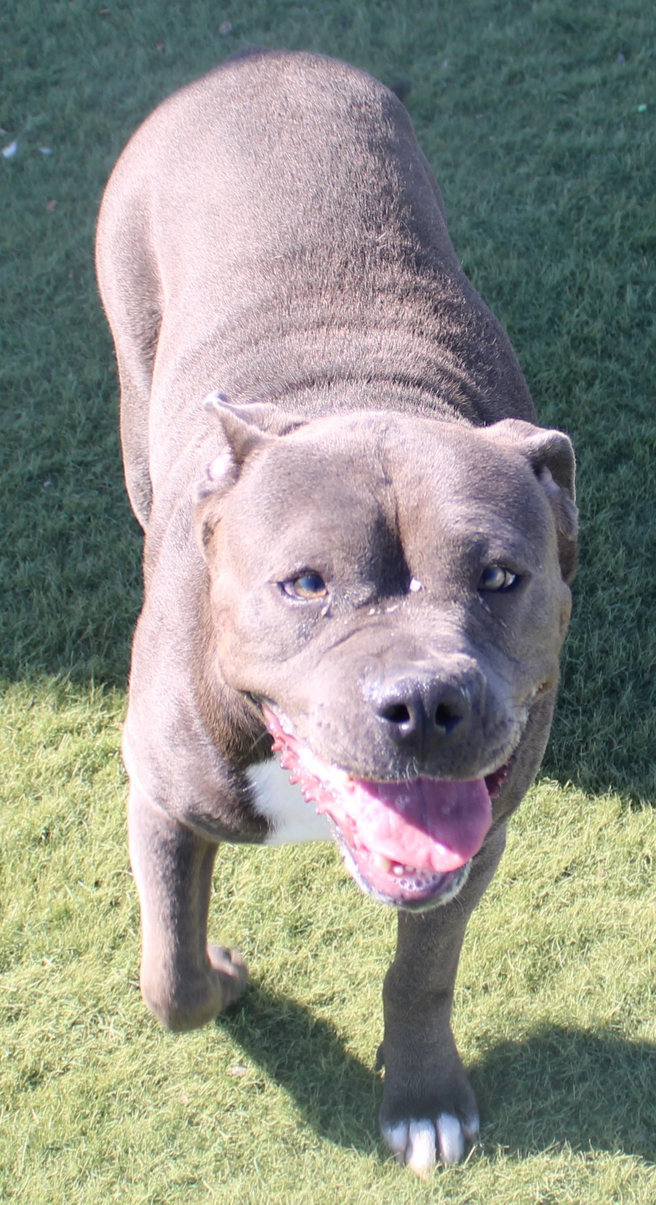 VELMA, ADOPTABLE, Adult Female American Staffordshire Terrier.