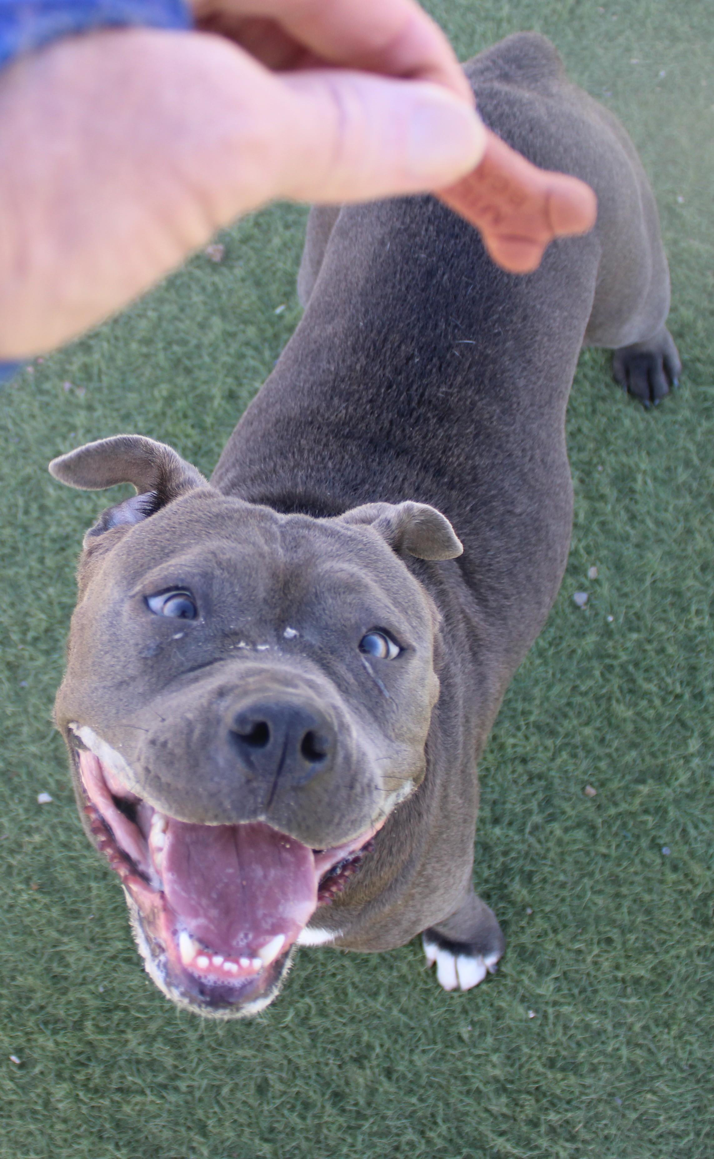 VELMA, a ADOPTABLE mixed breed in Wasco, CA image 2/5