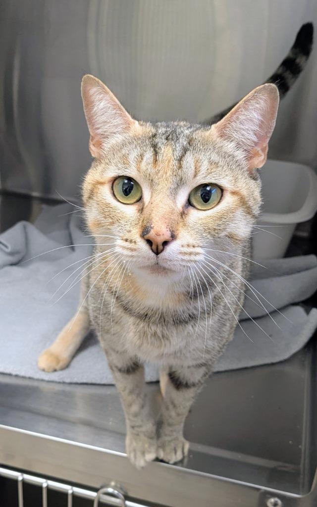 Enlarge Tulip, a Adoptable mixed breed in Madison, GA image 1/1