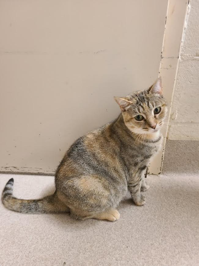 Enlarge Tulip, a Adoptable mixed breed in Madison, GA image 2/2