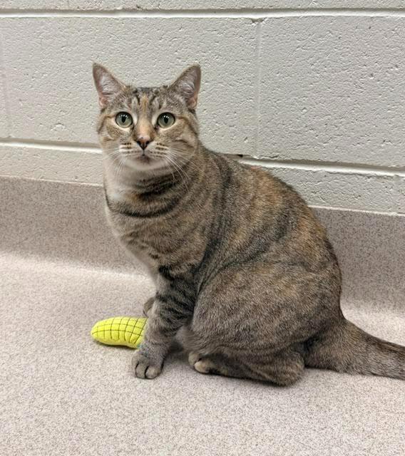 Tulip, Adoptable, Young Female Domestic Short Hair.