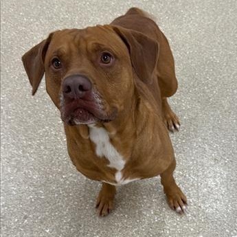 Enlarge Atari, a ADOPTABLE mixed breed in Prince Frederick, MD image 4/6