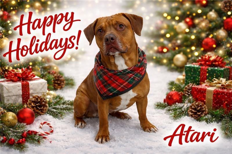 Enlarge Atari, a ADOPTABLE mixed breed in Prince Frederick, MD image 3/6