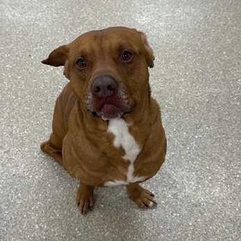 Enlarge Atari, a ADOPTABLE mixed breed in Prince Frederick, MD image 5/6