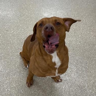 Enlarge Atari, a ADOPTABLE mixed breed in Prince Frederick, MD image 6/6