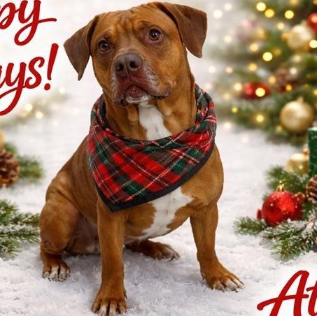 Enlarge Atari, a ADOPTABLE mixed breed in Prince Frederick, MD image 2/6