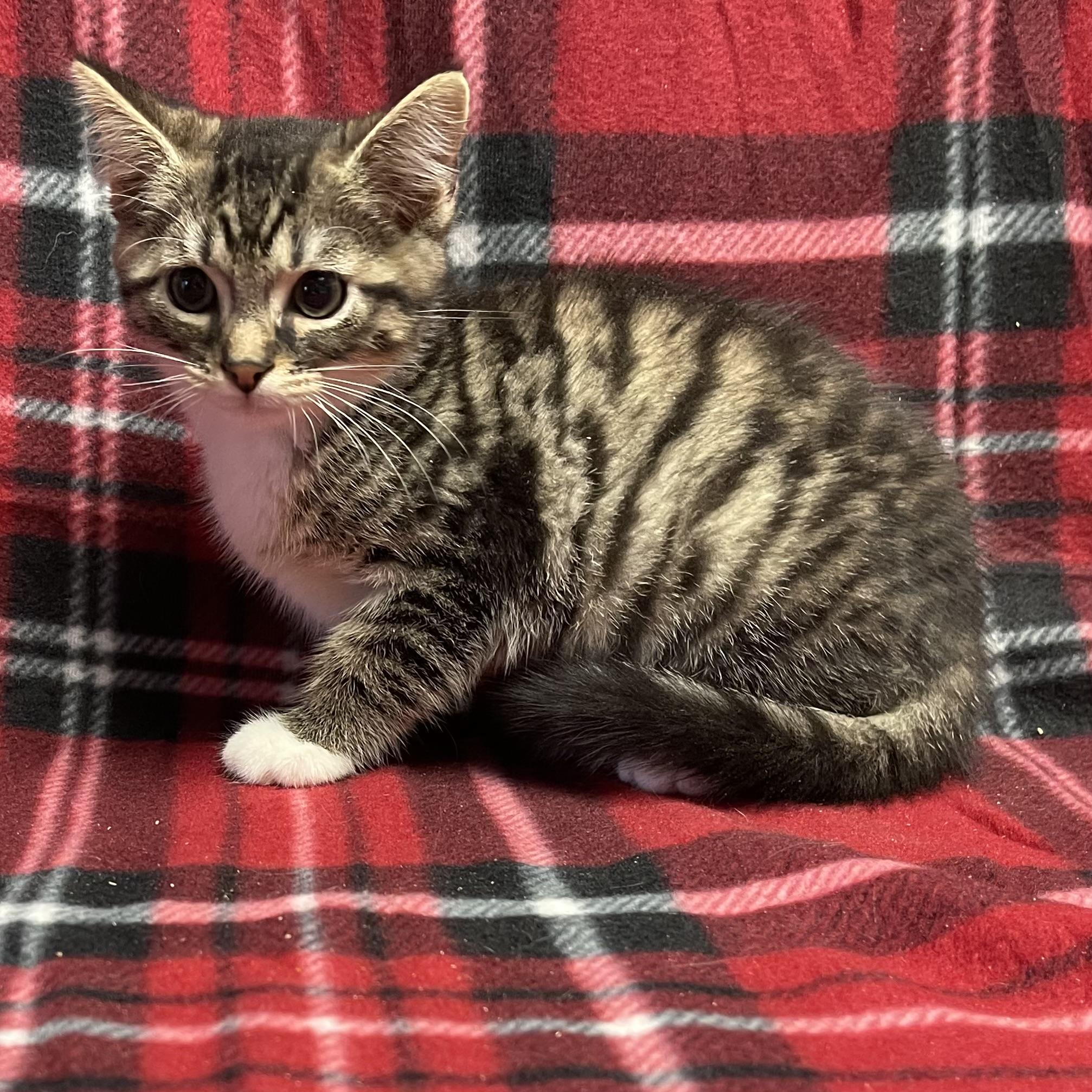 Bug, ADOPTABLE, Kitten Male Tabby.