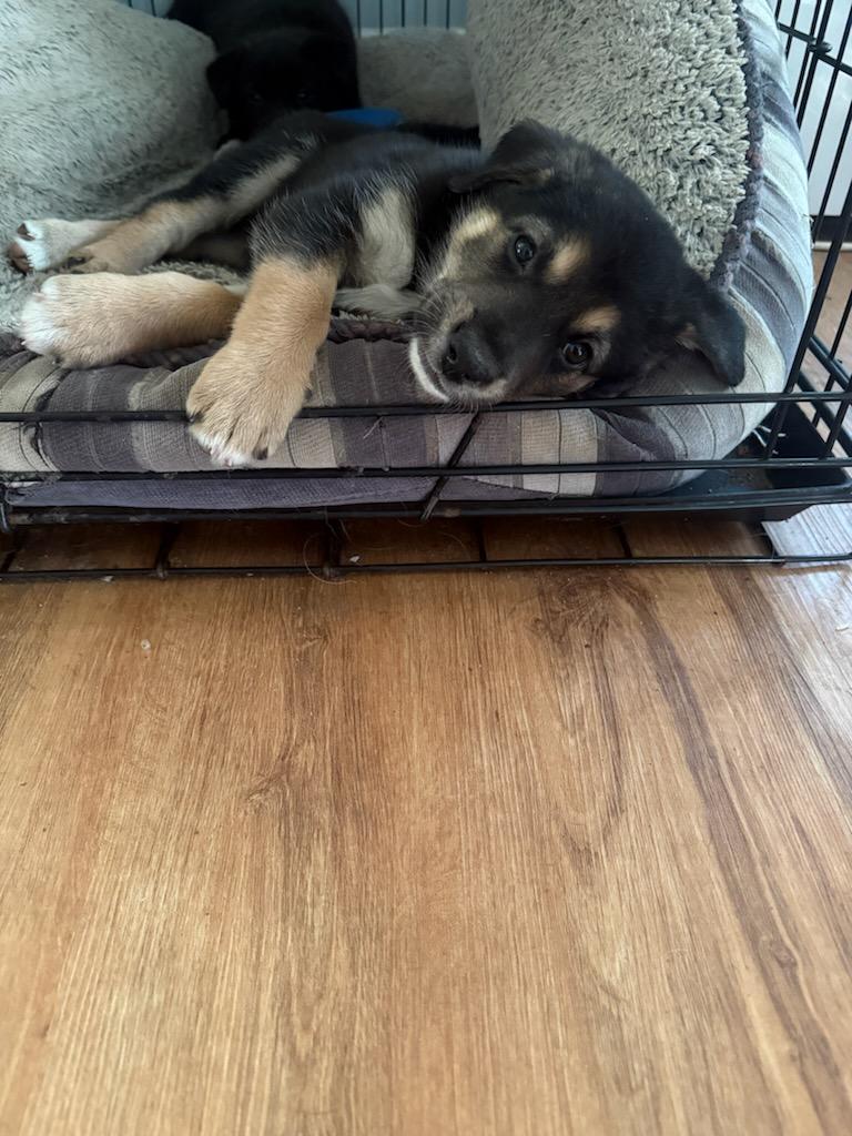 Rain, an adopted mixed breed in Lake Cowichan, BC image 2/5