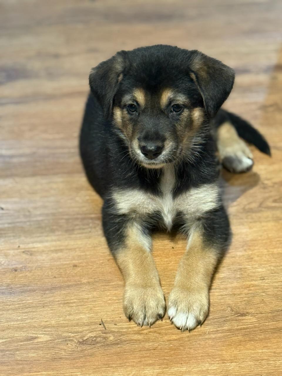 Rain, adopted, Puppy Female German Shepherd Dog & Black Labrador Retriever.