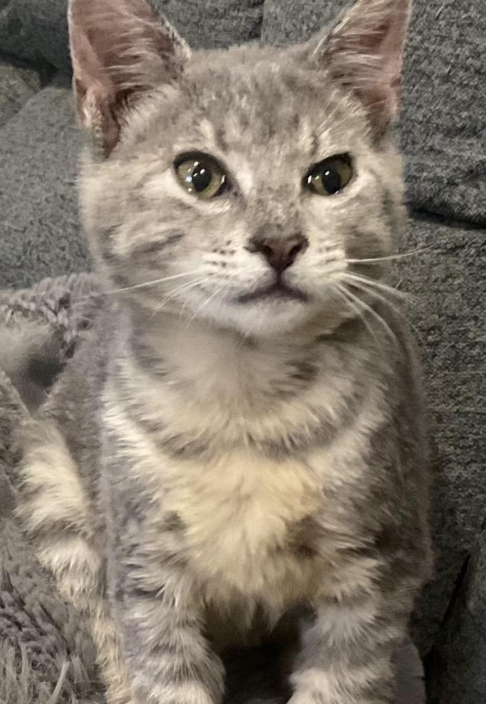 Muffin, Adoptable, Kitten Female Domestic Short Hair.