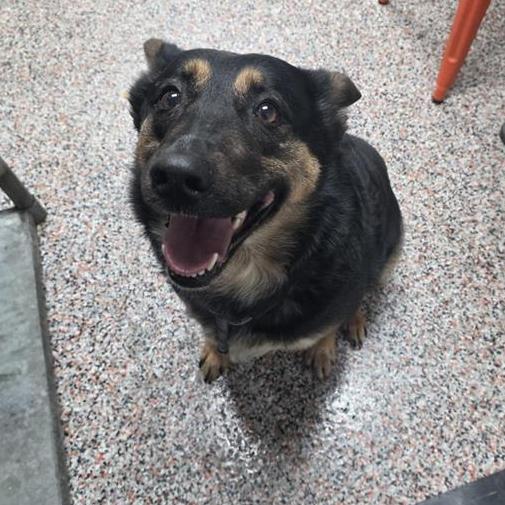 Gianna, a Adoptable Mixed Breed in Salt Lake City, UT image 2/6