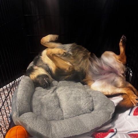 Gianna, a Adoptable Mixed Breed in Salt Lake City, UT image 4/6