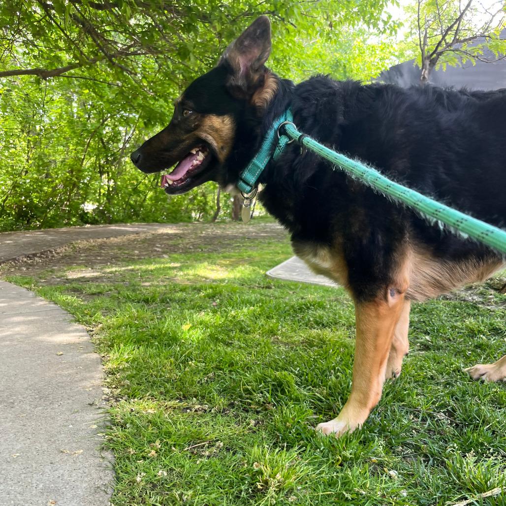 Gianna, a Adoptable Mixed Breed in Salt Lake City, UT image 5/6