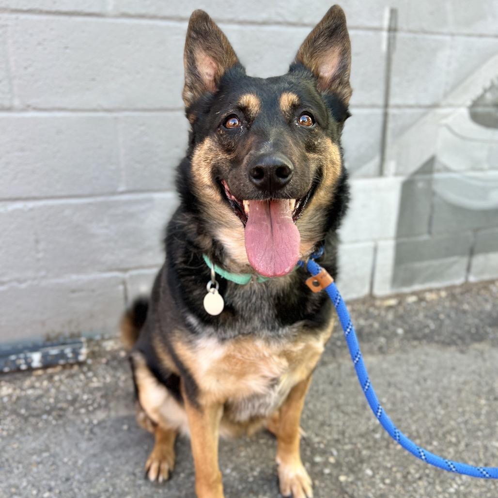 Gianna, a Adoptable Mixed Breed in Salt Lake City, UT image 6/6