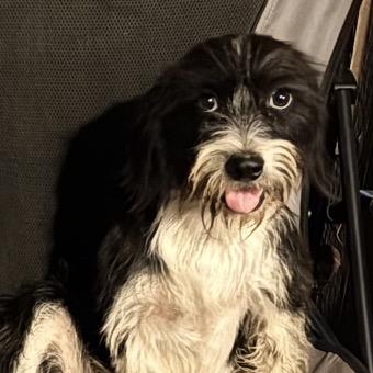 Dash, Adoptable, Young Male Shih Tzu & Boston Terrier.