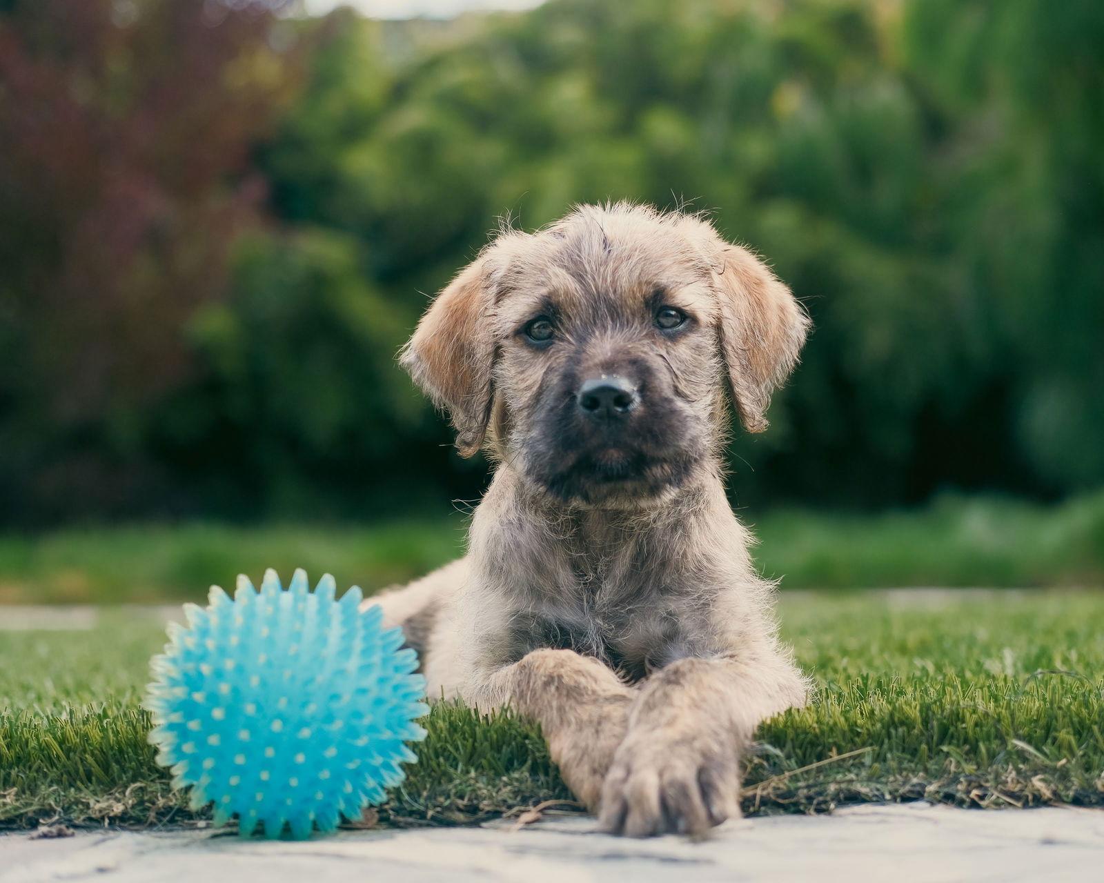 Enlarge Willie, a Adoptable mixed breed in Sunnyvale, CA image 1/1