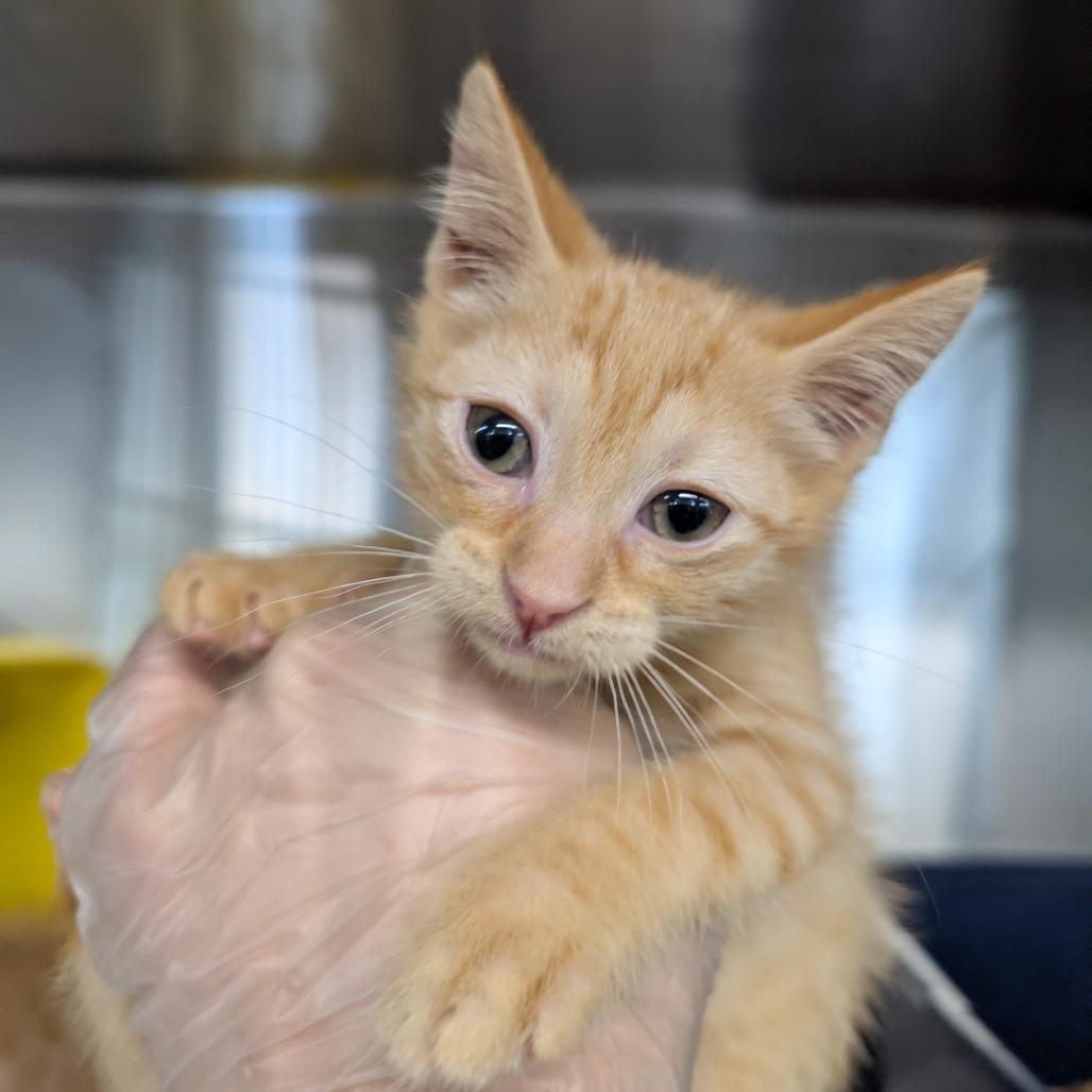 Cheez-It, a Adoptable Domestic Short Hair in Manhattan, KS image 1/2