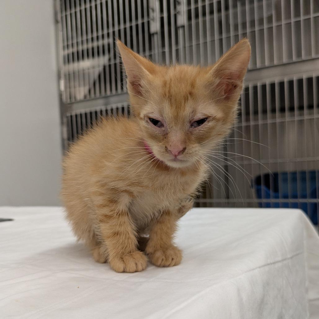 Cheez-It, a Adoptable Domestic Short Hair in Manhattan, KS image 2/2