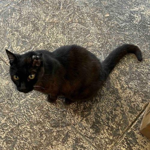 Sumac, an adoptable Domestic Short Hair in Blackfoot, ID, 83221 | Photo Image 1