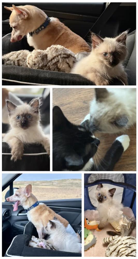 Nova, Adoptable, Kitten Female Balinese.