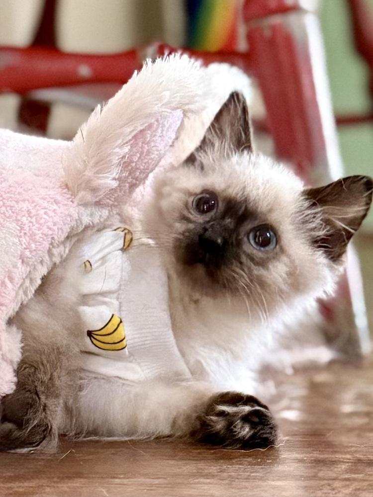 Enlarge Nova, a Adoptable Balinese in Lafayette, CO image 2/5