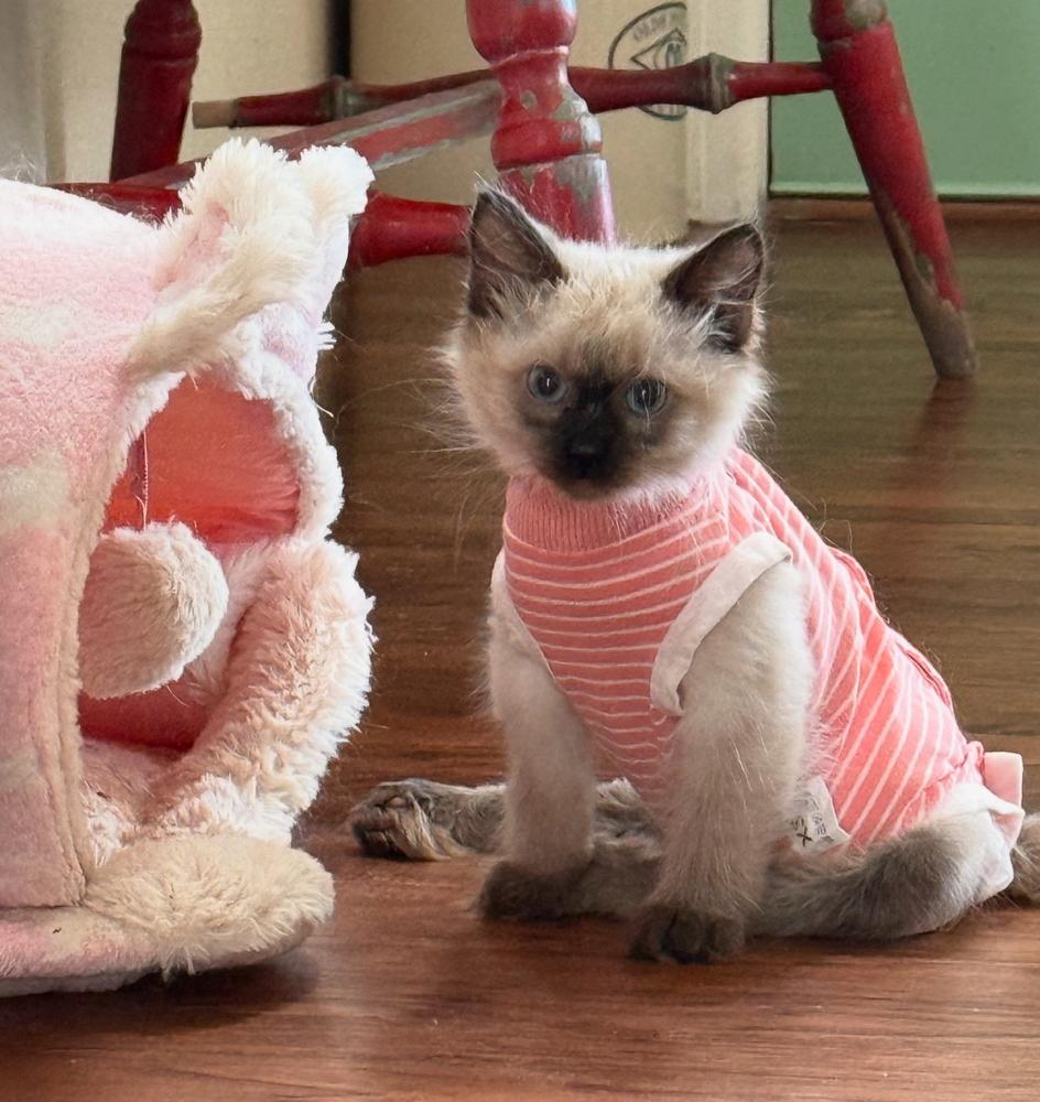 Enlarge Nova, a Adoptable Balinese in Lafayette, CO image 3/5