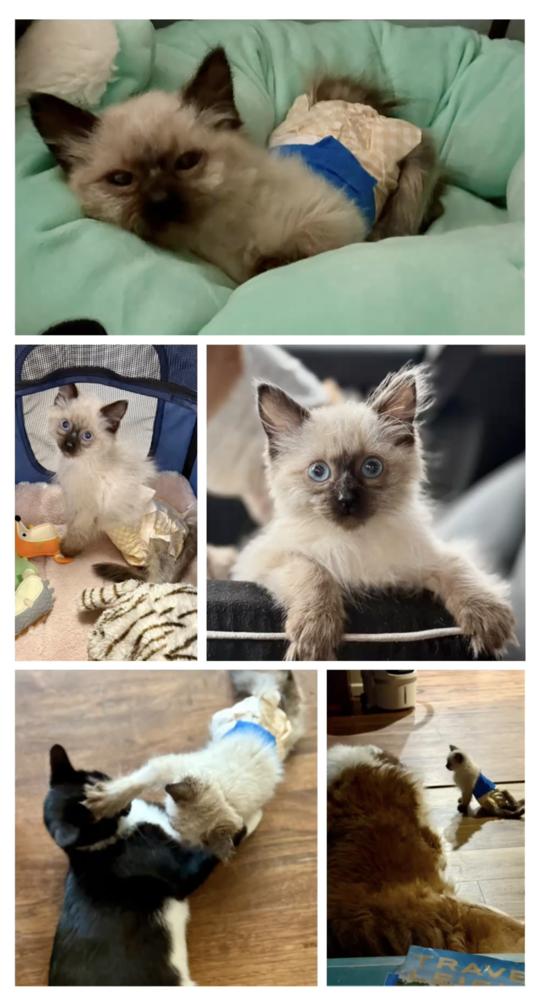 Enlarge Nova, a Adoptable Balinese in Lafayette, CO image 4/5