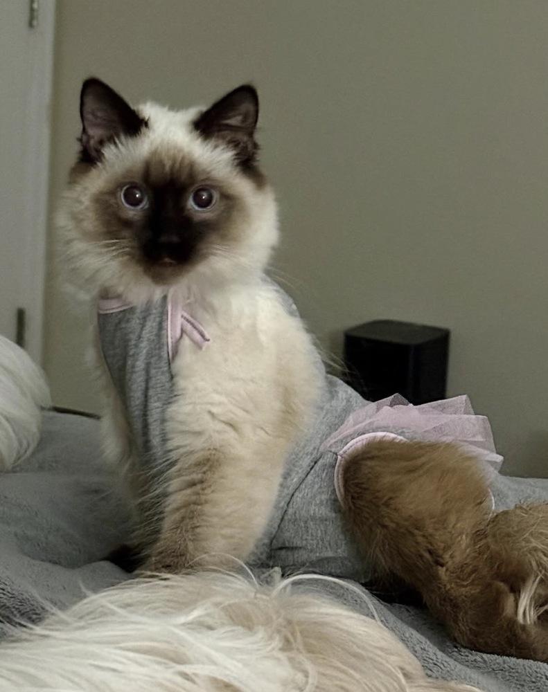 Nova (paralyzed back legs), a Adoptable Balinese in Lafayette, CO image 5/6