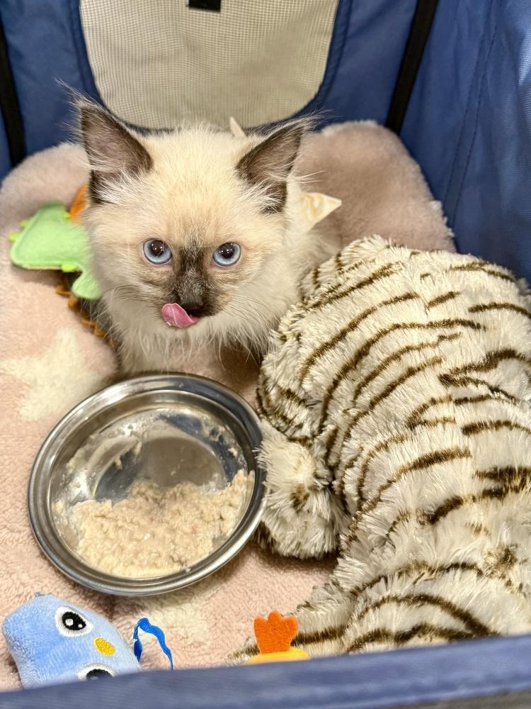 Enlarge Nova, a Adoptable Balinese in Lafayette, CO image 5/5