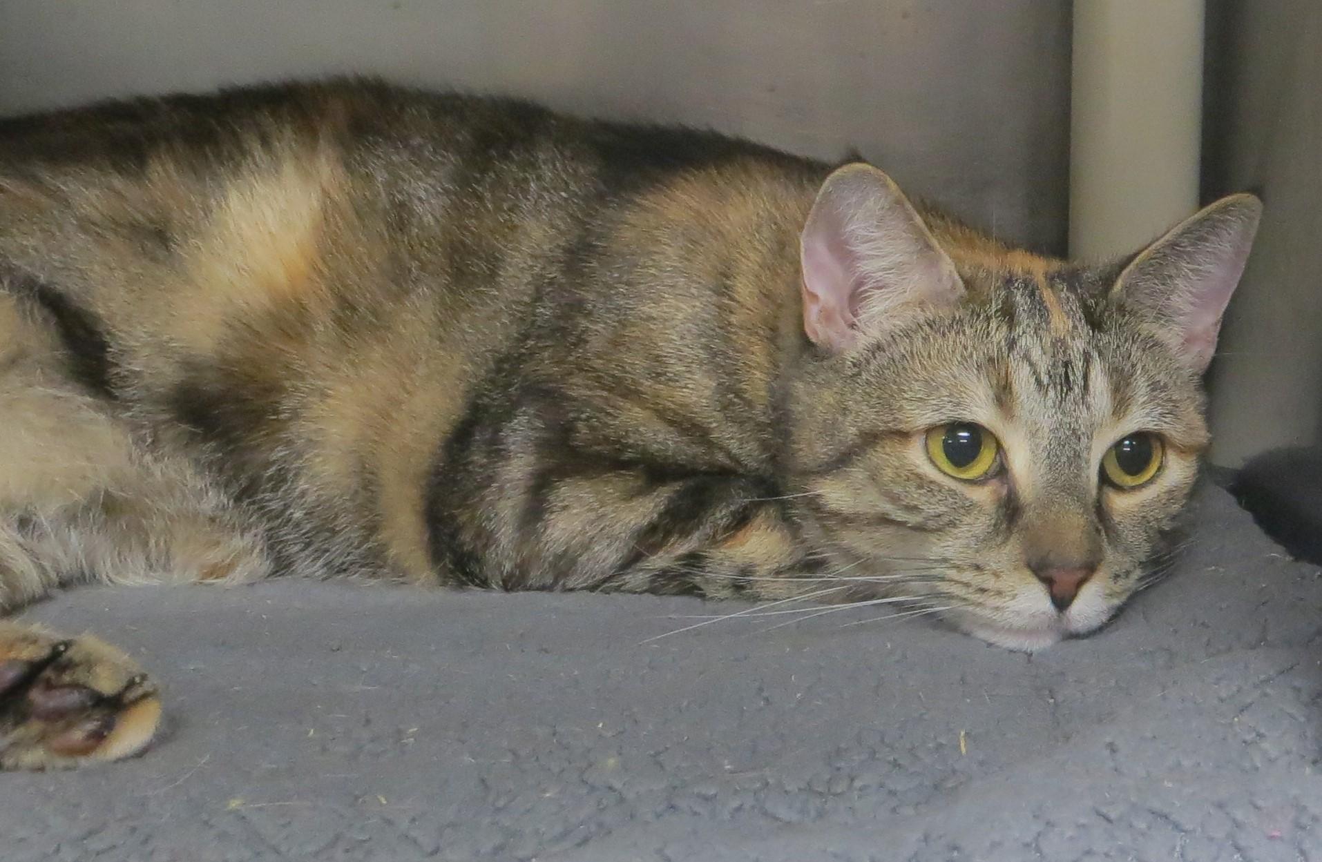 Enlarge Alicia, an adopted Torbie in Brockton, MA image 3/3