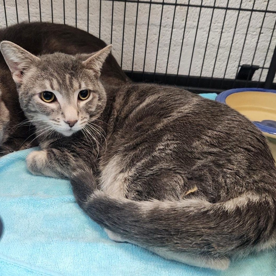 Enlarge Azure, a other Domestic Short Hair in Stanley, VA image 2/2