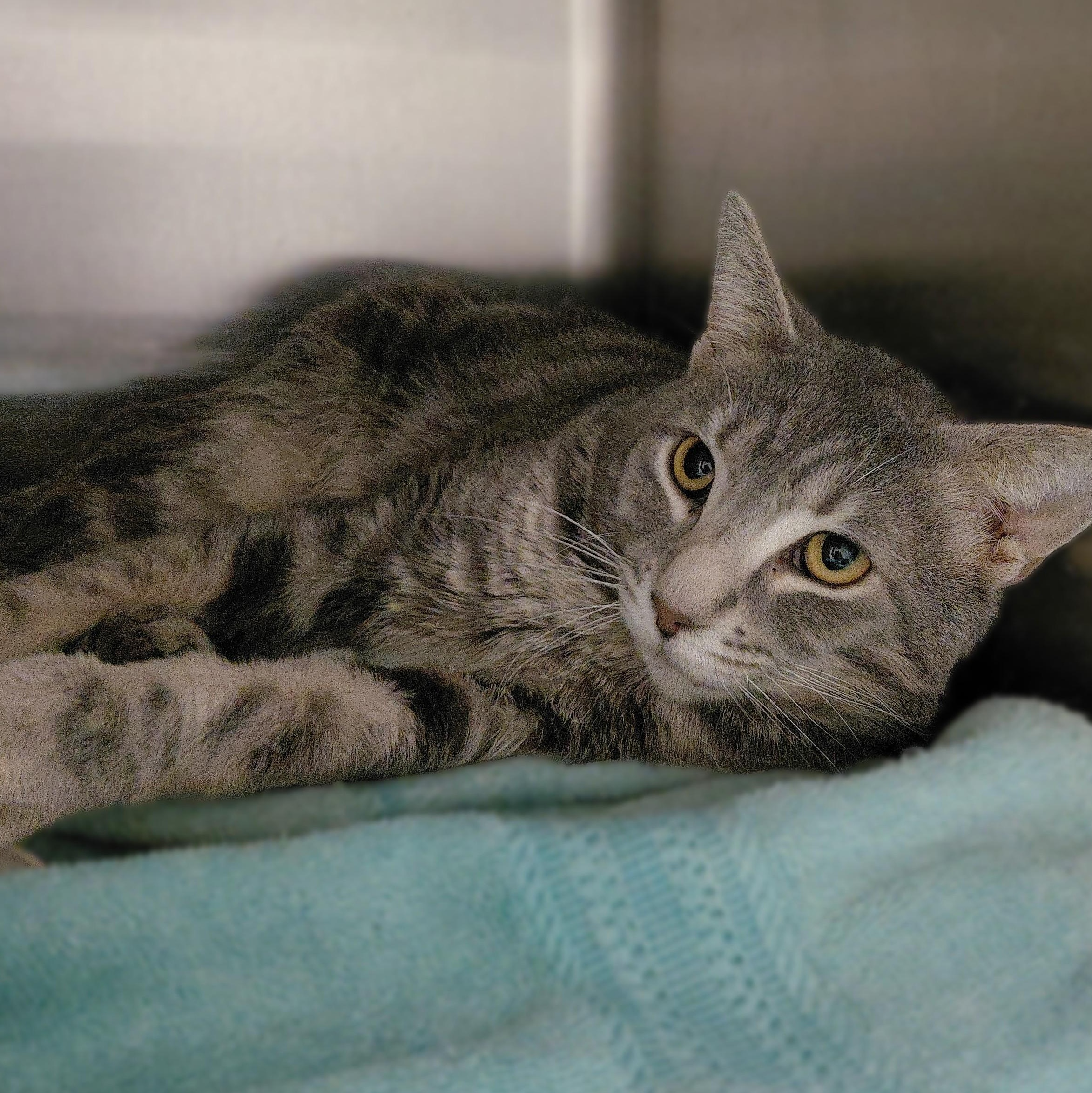 Azure, Adoptable, Adult Male Domestic Short Hair.