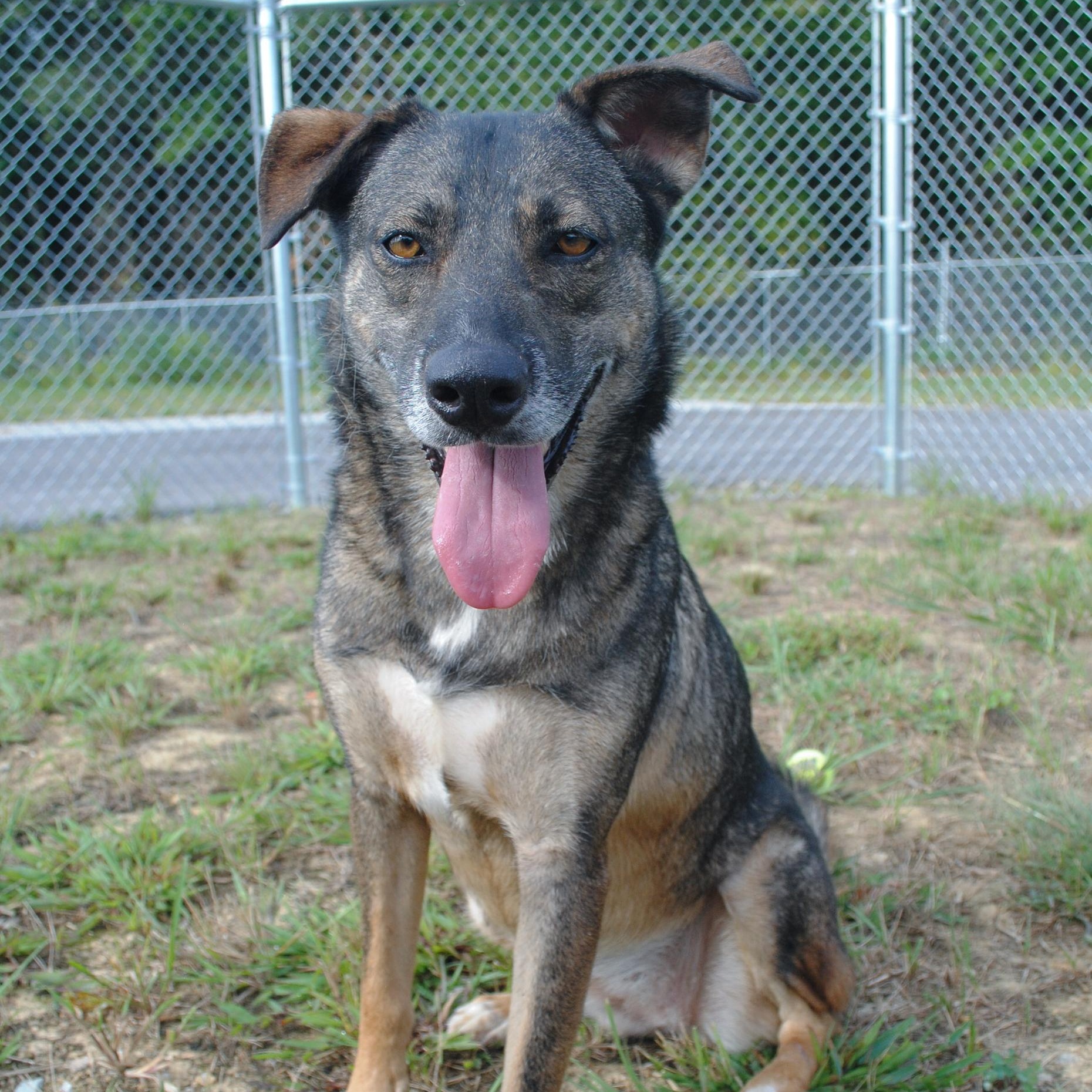 Enlarge Evee, a Adoptable mixed breed in Manchester, TN image 2/4