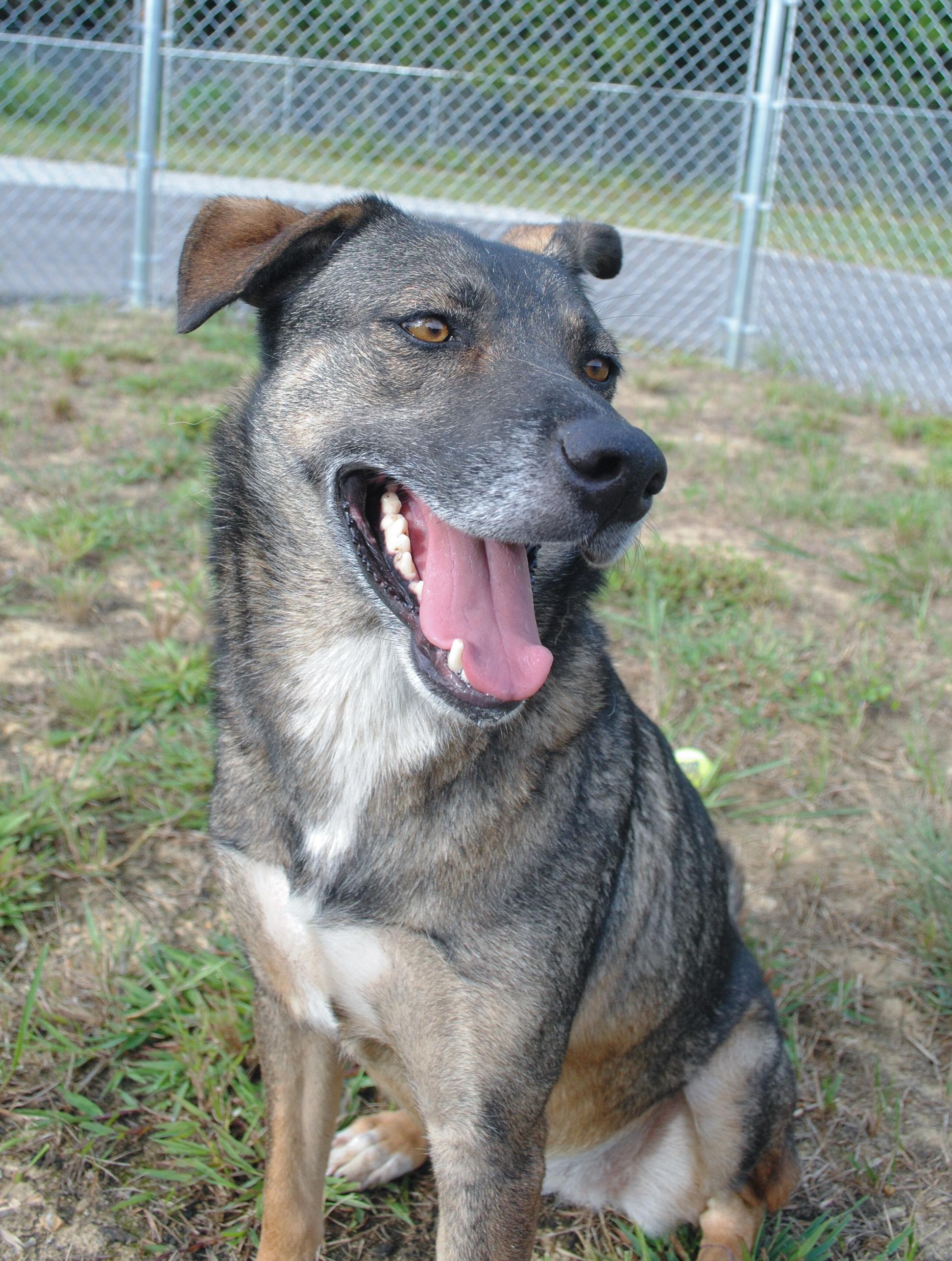 Enlarge Evee, a Adoptable mixed breed in Manchester, TN image 4/4
