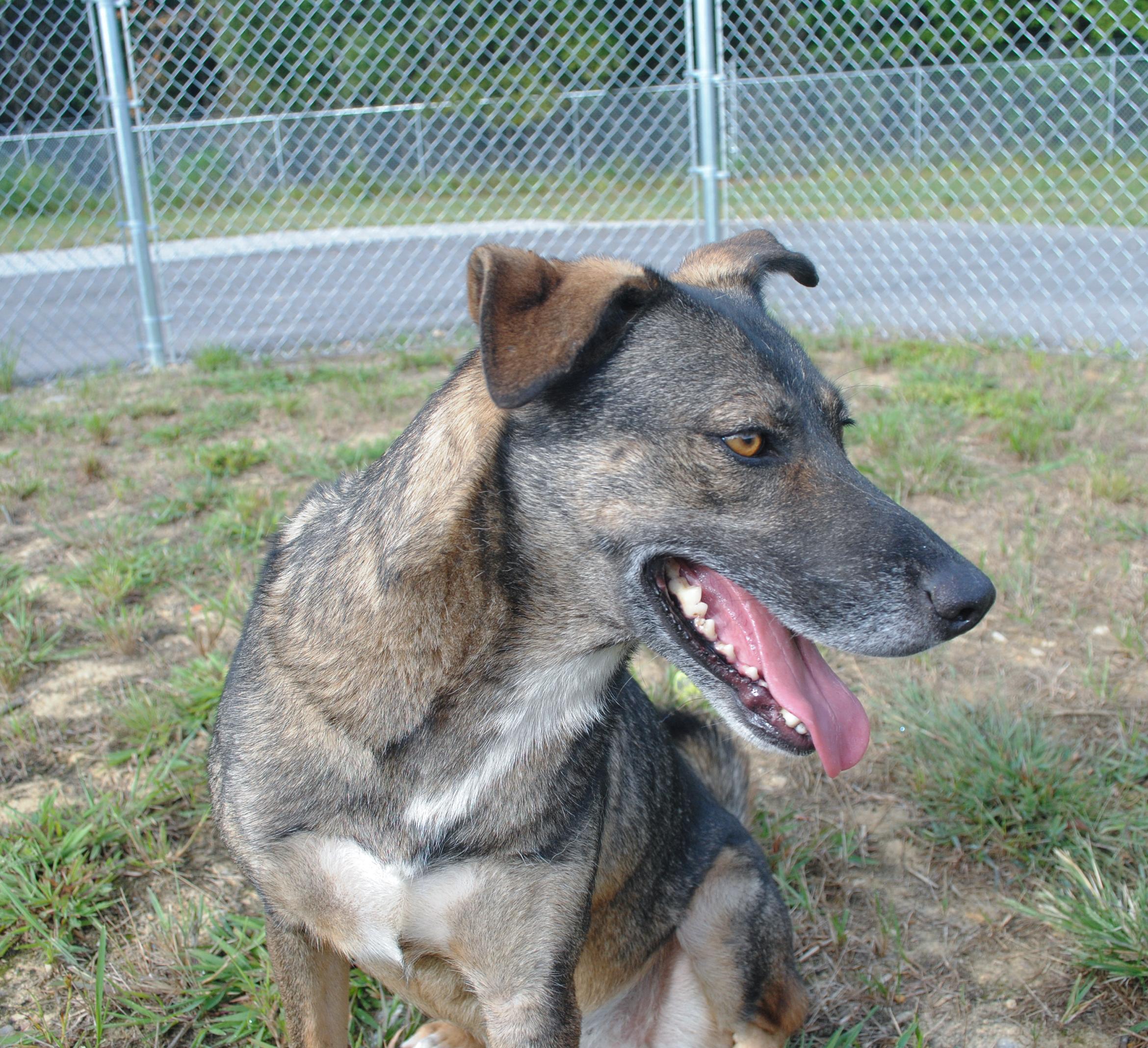 Enlarge Evee, a Adoptable mixed breed in Manchester, TN image 3/4