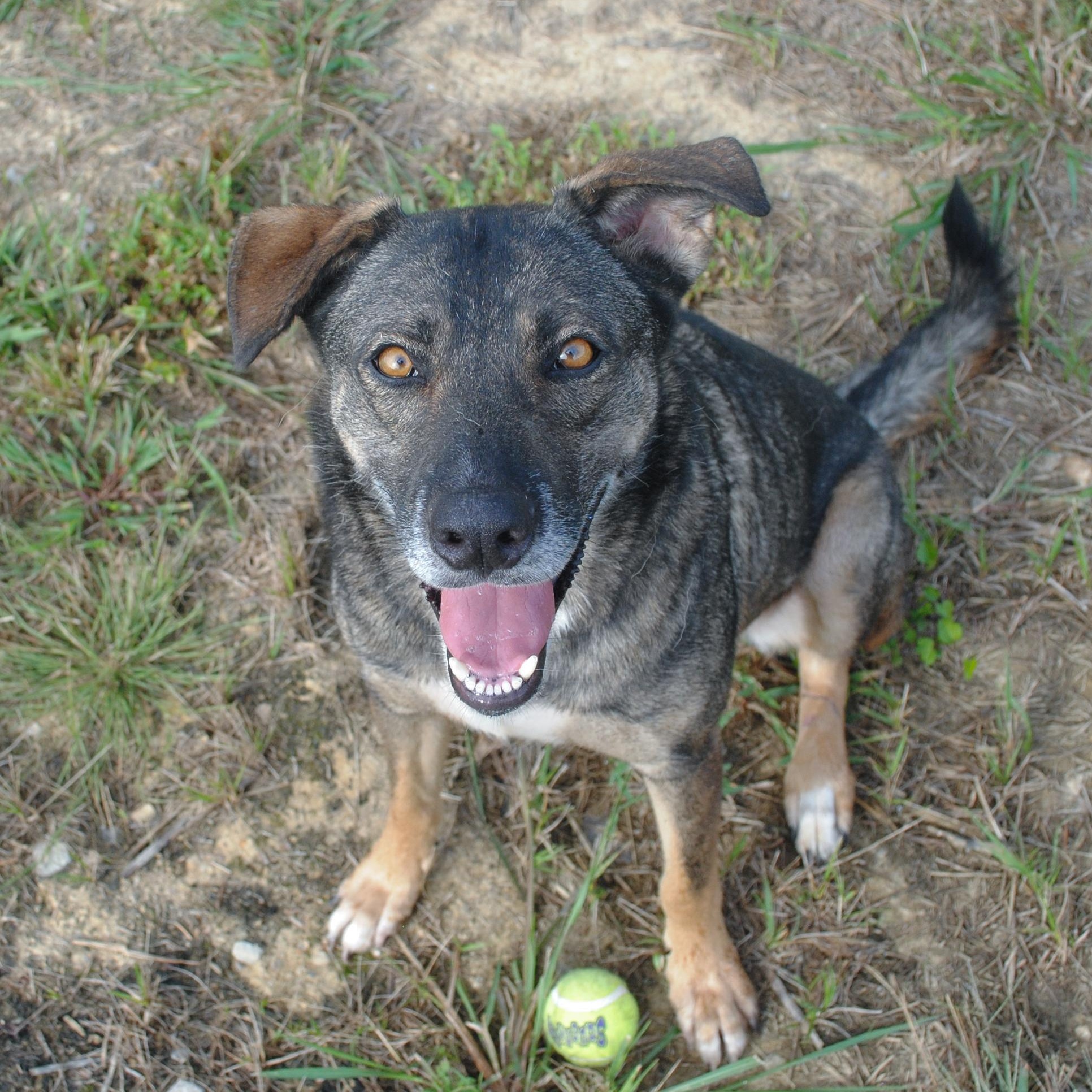 Enlarge Evee, a Adoptable mixed breed in Manchester, TN image 1/4