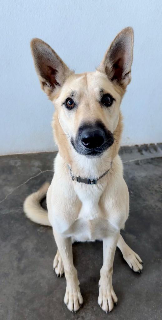 Enlarge Igloo (Chase), a Adoptable mixed breed in Thousand Oaks, CA image 1/2