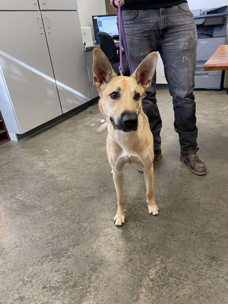Enlarge Igloo (Chase), a Adoptable mixed breed in Thousand Oaks, CA image 2/2