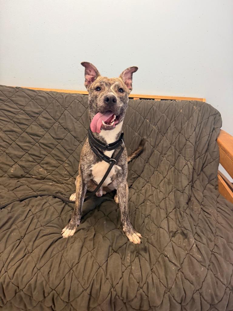 Neptune, Adoptable, Puppy Male Mixed Breed.