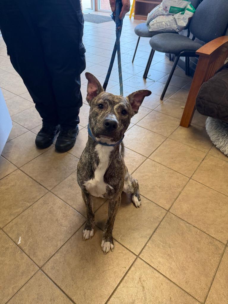 Enlarge Neptune, a Adoptable mixed breed in Marion, OH image 1/2