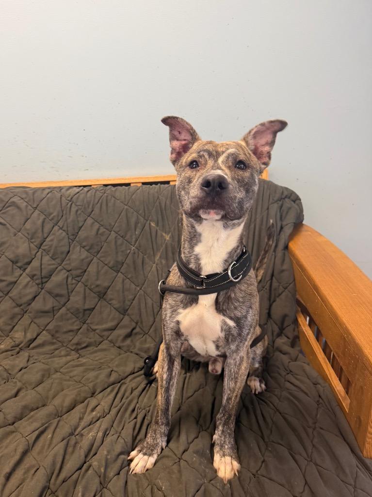 Enlarge Neptune, a Adoptable mixed breed in Marion, OH image 2/2