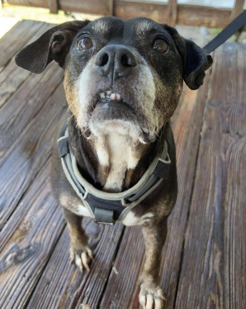 Enlarge Angel (Senior), a Adoptable English Bulldog in Troy, AL image 1/3