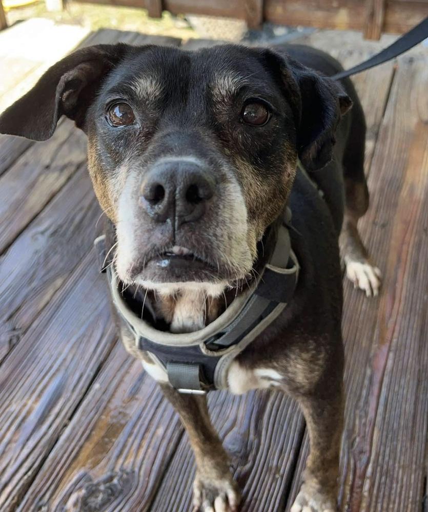 Enlarge Angel (Senior), a Adoptable English Bulldog in Troy, AL image 2/3