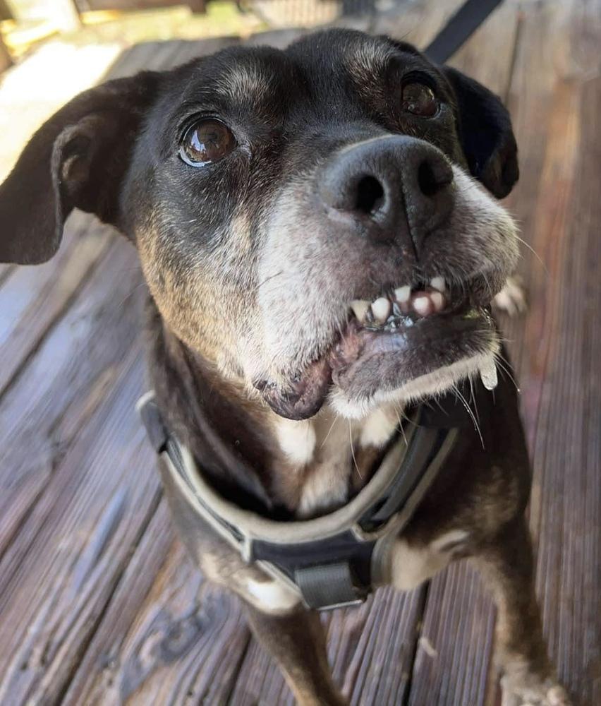 Enlarge Angel (Senior), a Adoptable English Bulldog in Troy, AL image 3/3