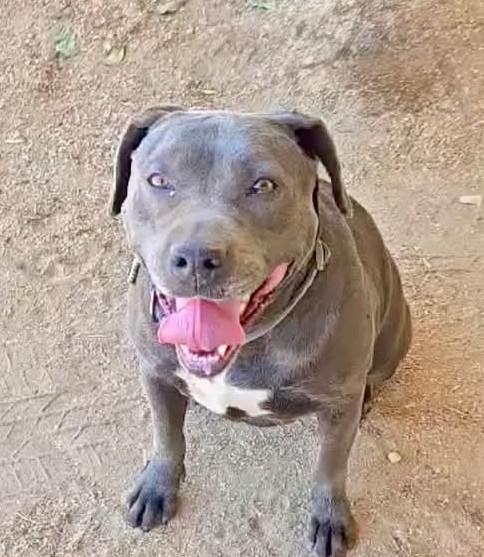 Jordan, ADOPTABLE, Adult Female Mixed Breed.