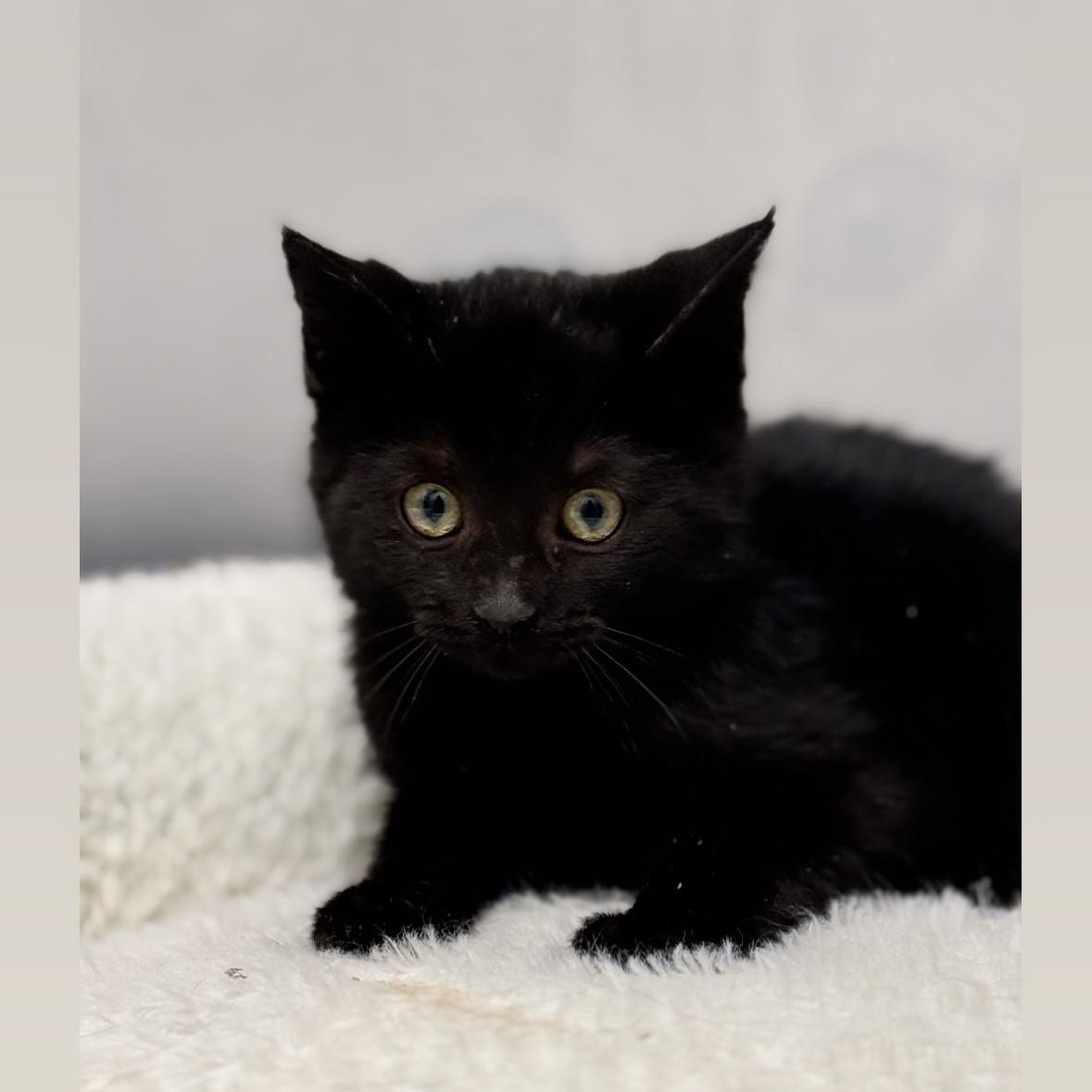 Clarissa, adopted, Young Female Domestic Medium Hair.